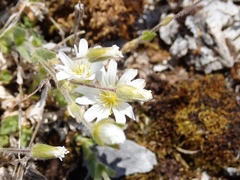Cerastium arvense strictum