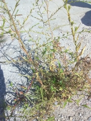 Magnoliopsida