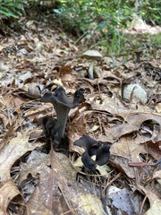 Craterellus