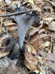 Craterellus