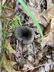 Craterellus