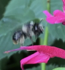 Anthophora terminalis