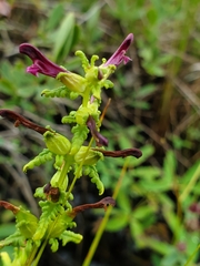 Pedicularis parviflora