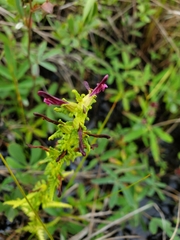 Pedicularis parviflora