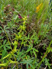 Pedicularis parviflora