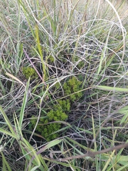 Arcytophyllum thymifolium