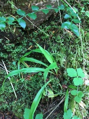 Anticlea occidentalis