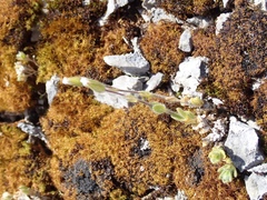 Cerastium arvense strictum