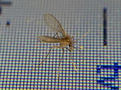 Phlebotominae