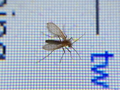 Phlebotominae