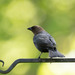 Eastern Cowbird - Photo (c) Andrew Newmark, some rights reserved (CC BY-NC), uploaded by Andrew Newmark