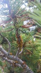 Arceuthobium cyanocarpum