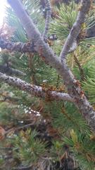 Arceuthobium cyanocarpum