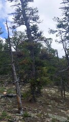 Arceuthobium cyanocarpum