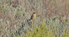 Crithagra symonsi