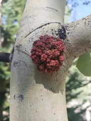 Aceria parapopuli