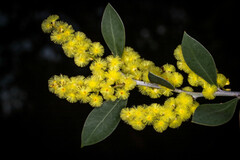 Acacia celastrifolia