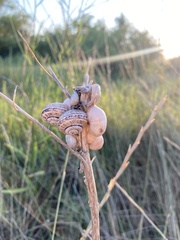 Xeropicta derbentina