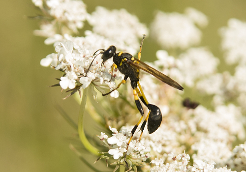 Mud dauber