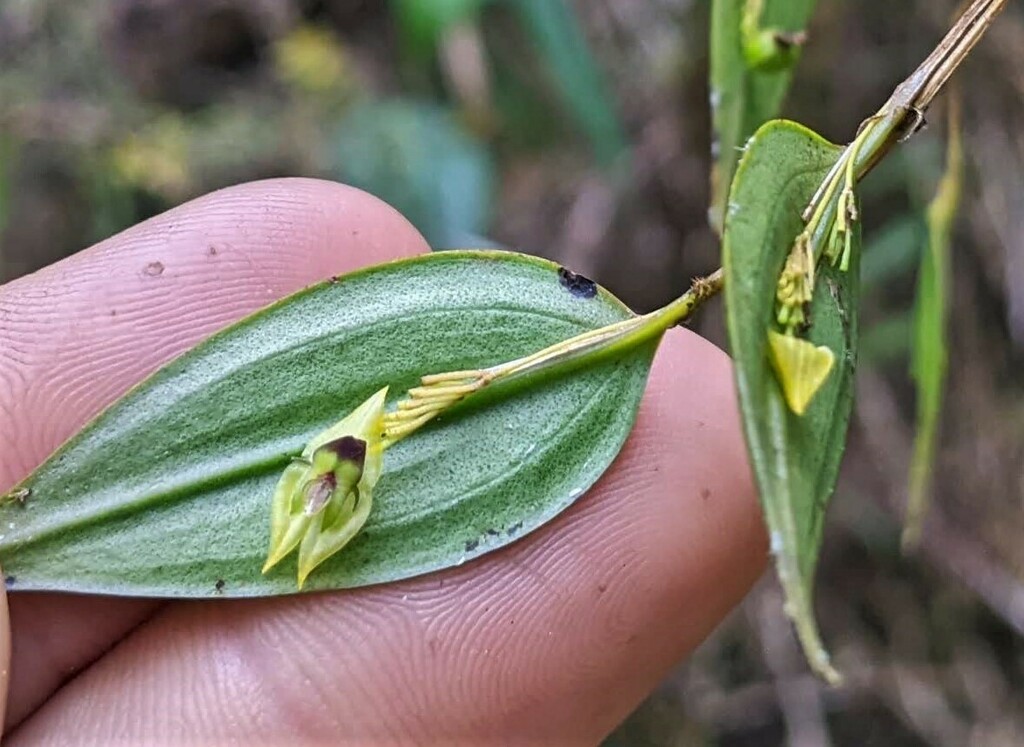Lepanthes janitor