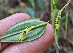 Lepanthes janitor