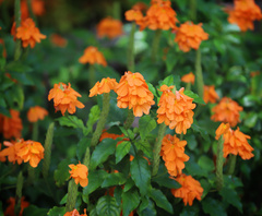 Crossandra infundibuliformis