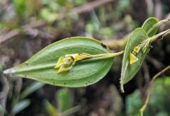 Lepanthes janitor