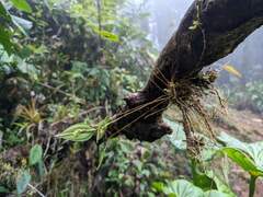 Lepanthes janitor
