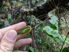 Lepanthes janitor