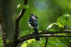 Cyanocitta cristata bromia