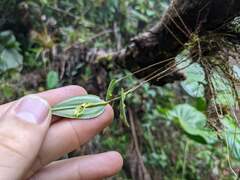 Lepanthes janitor