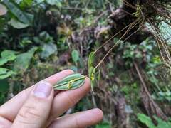 Lepanthes janitor