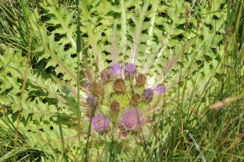 Elk Thistle