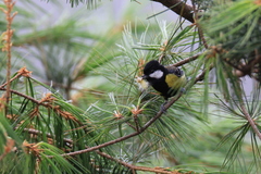 Parus monticolus
