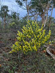 Acacia celastrifolia