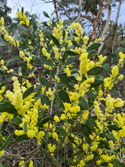 Acacia celastrifolia