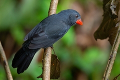 Saltator fuliginosus