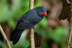 Saltator fuliginosus