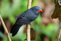 Saltator fuliginosus