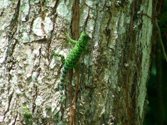 Sceloporus taeniocnemis