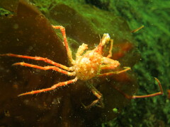 Chorilia longipes