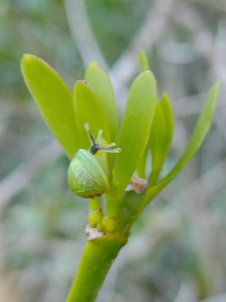 Simpulopsis rufovirens