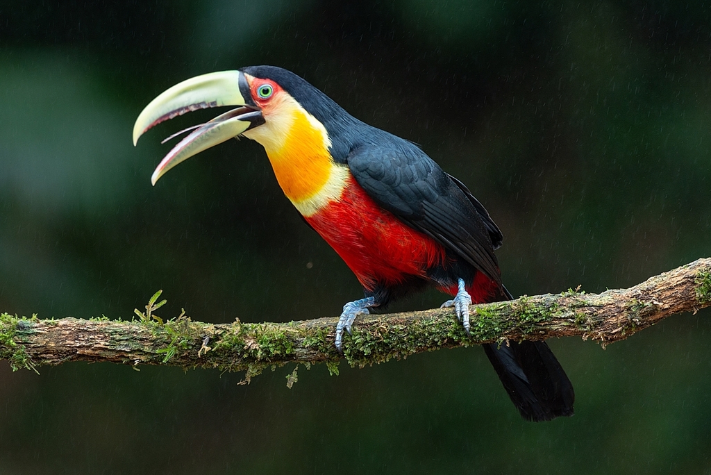 Toucans