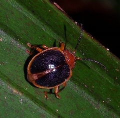 Corynomalus marginatus