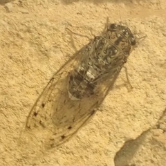 Cicada barbara