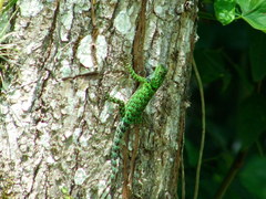 Sceloporus taeniocnemis