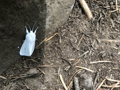 Spilosoma vestalis