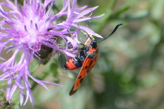 Zygaena laeta