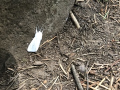 Spilosoma vestalis
