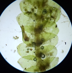 Calypogeia integristipula